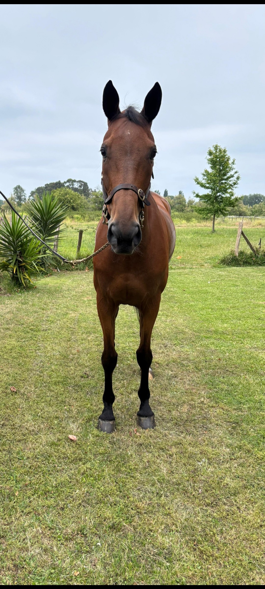 horse